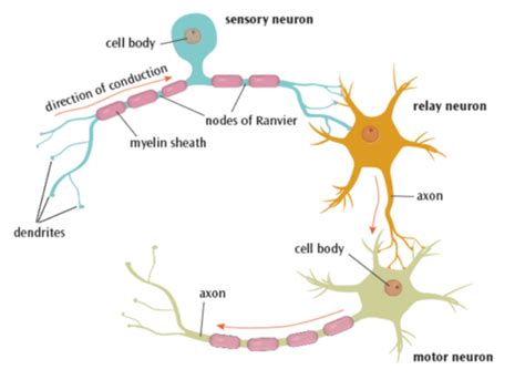 (b) (i) The structure and function of sensory, relay and motor neurons ...