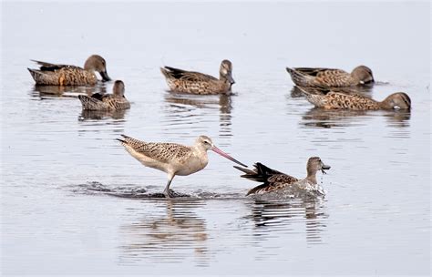 Meet the Real ‘Snowbirds’ of Florida - Live Wildly