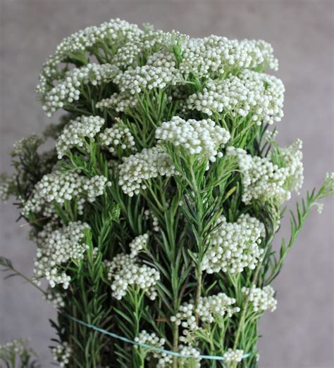 Rice Flower | Stevens and Son Wholesale Florist