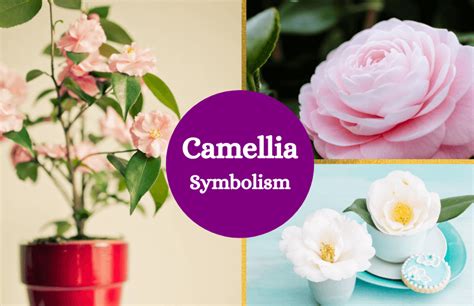 Camellias: Symbols of Eternal Love and Pure Devotion - Symbol Sage