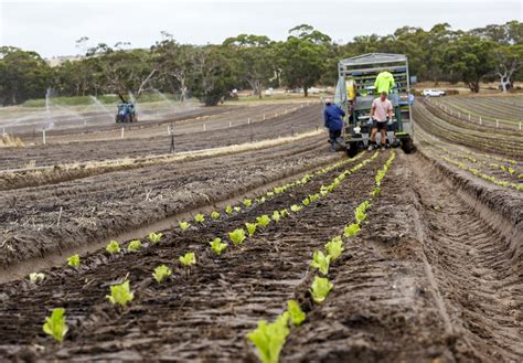 Focus on easy nitrogen management in vegetables | AUSVEG