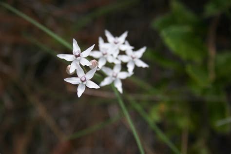 Native Florida Wildflowers: Florida Milkweed - Asclepias feayi