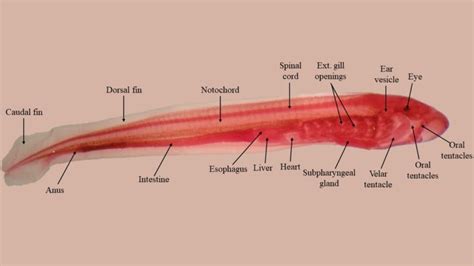 Lamprey Internal Anatomy Diagram