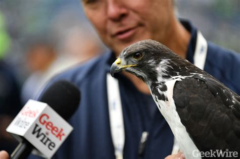 GeekWire interview: When the Seattle Seahawks fly high, team's live mascot Taima leads the way ...