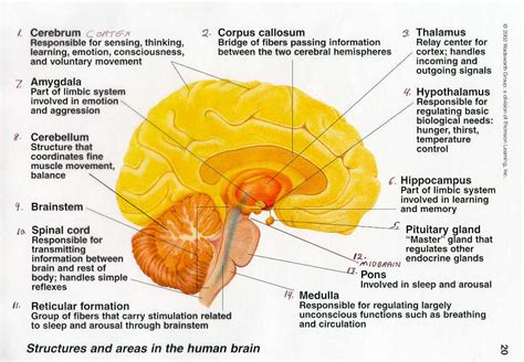 Free Template Brain Function Chart | Brain anatomy and function, Human ...