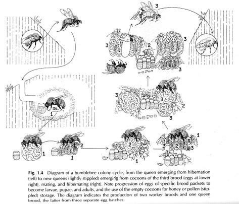 About bees, habitat, and coevolution (With images) | Bee colony