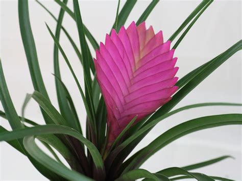 Tillandsia Cyanea (Pink Quill) Planting Bulbs, Planting Flowers, Air ...