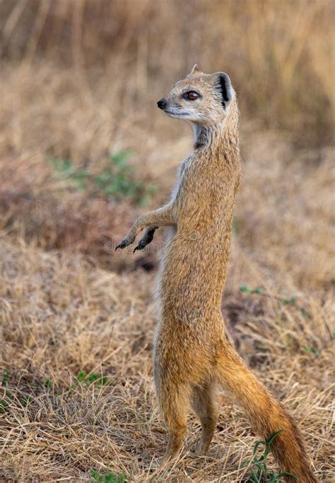 A Yellow Mongoose in Its Natural Habitat. Stock Photo - Image of photographed, eyes: 161015470