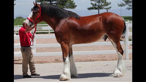 Clydesdale Vs Regular Horse