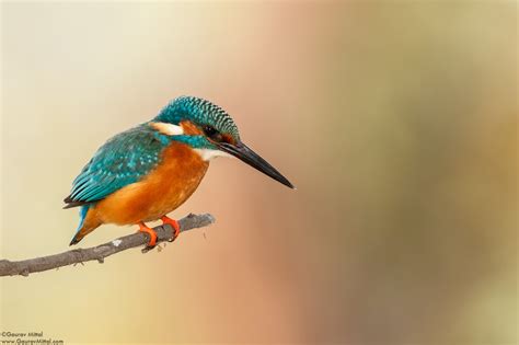 Best Settings For Bird Photography Canon 7d Mark Ii - Bird Walls