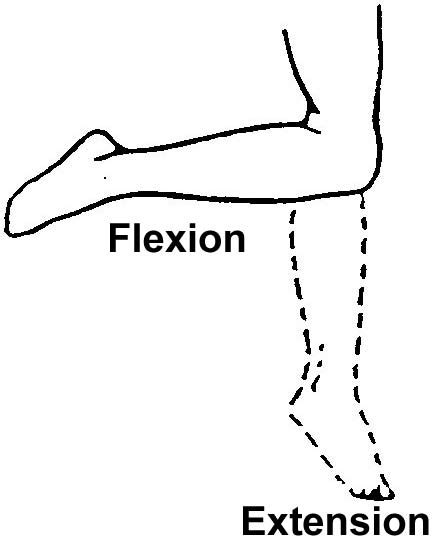 2.06 Range of Motion | Basic Patient Care Procedures