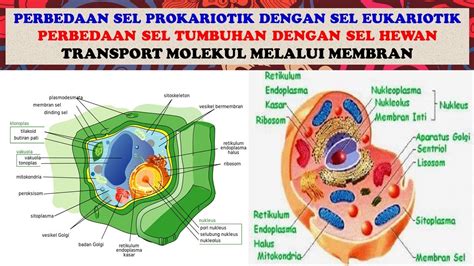 perbedaan sel hewan dan tumbuhan