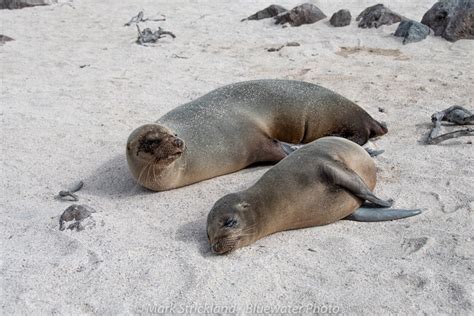 Diving in the Galapagos Islands - Bluewater Dive Travel