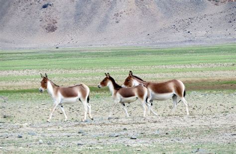 Just About Everything: Wildlife of Ladakh - Animals & Birds of Ladakh ...