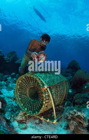 Fisherman diving to his Fish Trap, Alor, Lesser Sunda Islands ...