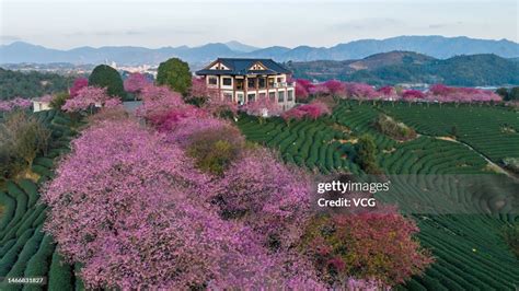 Aerial view of cherry trees in bloom at a tea garden on February 15,... News Photo - Getty Images