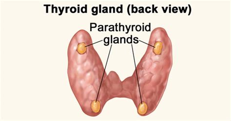 What are the Parathyroid Glands? - Thyroid Sydney