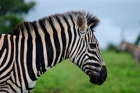 Selective Focus Shot of a Beautiful Zebra in the Middle of the Jungle ...