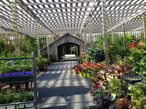 Amish Horses: Amish Greenhouse