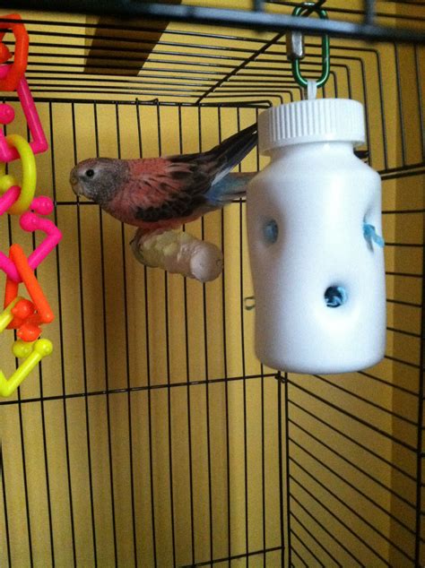 Pin on Pet Bird DIY Ideas