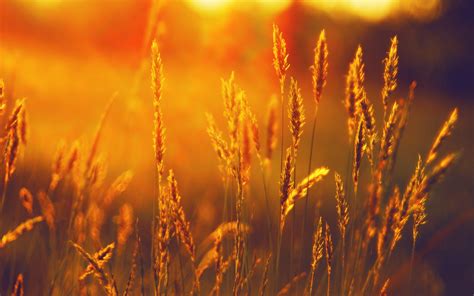 landscape, Summer, Field, Wheat, Sunset Wallpapers HD / Desktop and Mobile Backgrounds