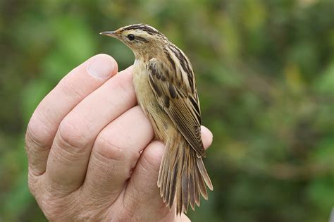 Aquatic Warbler by Mick Dryden - Jersey Birds Photo Gallery