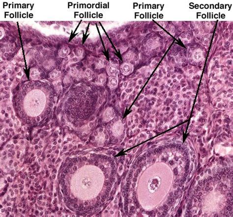 Oocyte development