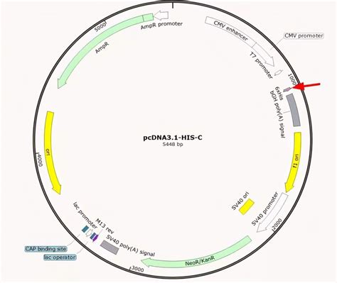 How to read the plasmid map? - ADC Technologies