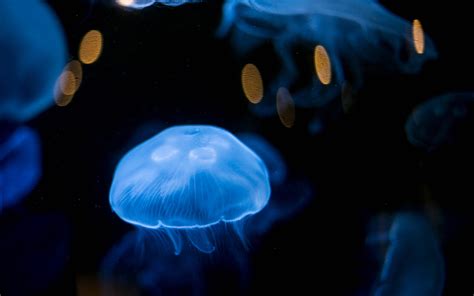 jellyfish, Underwater Wallpapers HD / Desktop and Mobile Backgrounds