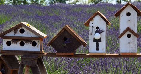 Sequim Lavender Farm Faire, Sequim | Roadtrippers