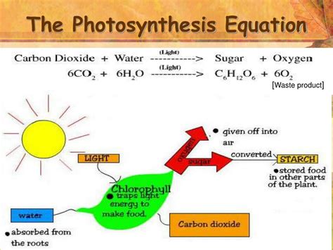 PPT - Photosynthesis PowerPoint Presentation, free download - ID:2629374