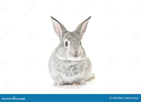 Cute Baby Bunny stock photo. Image of brown, easter, baby - 12057864