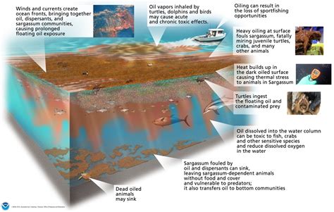 What Happens When Oil Spills Meet Massive Islands of Seaweed? | response.restoration.noaa.gov