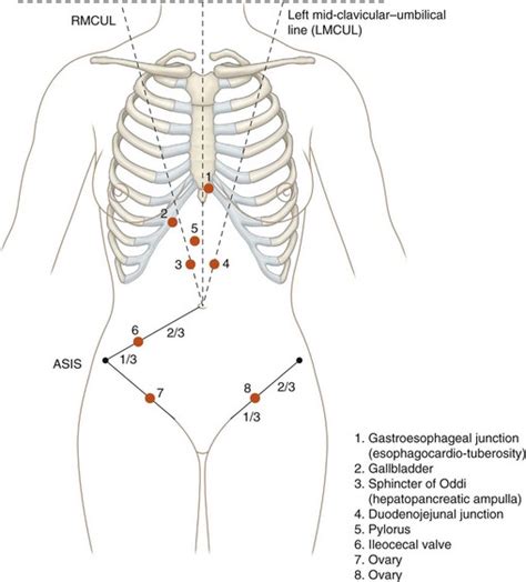 Major abdominal landmarks | Musculoskeletal Key