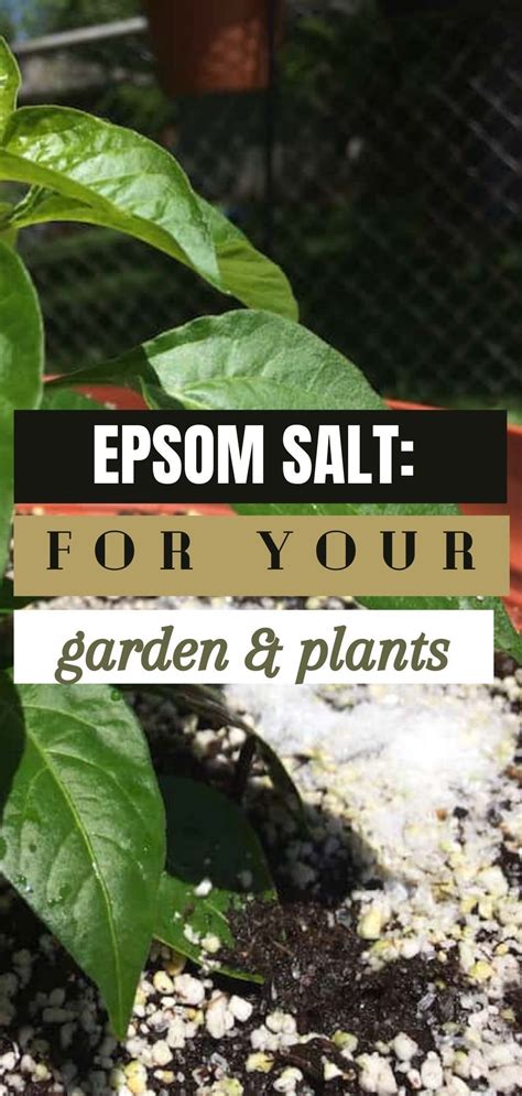 This article shares ten of the best ways to start using Epsom salt for the benefits of your ...