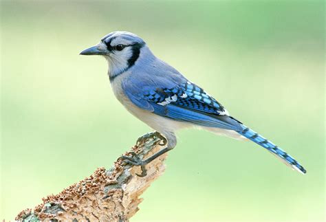 Wild life: Blue jay | wild birds