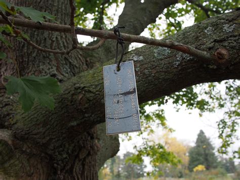Jade Green Maple Tree | Acer platanoides 'Jade Green' Norway… | Flickr