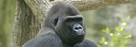 VIP Tour 2023 – Gorilla – NC Zoological Society