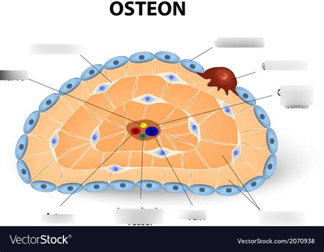 Osteon Structure Diagram | Quizlet