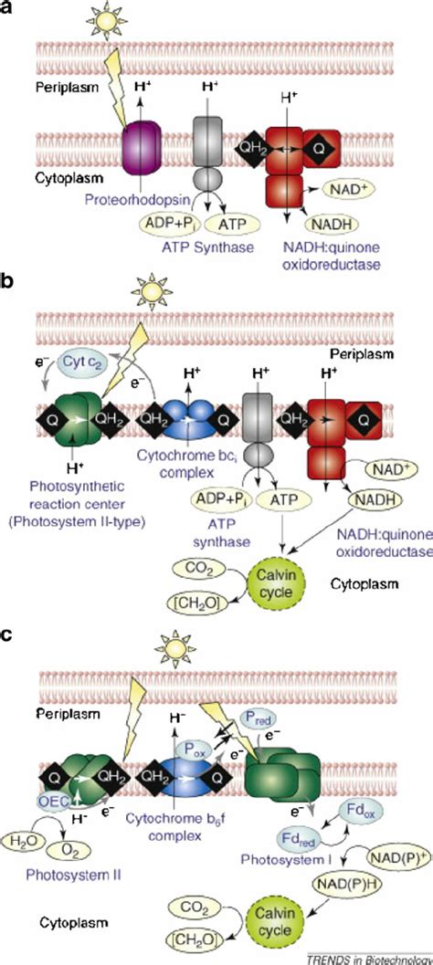 Illustration of the three basic types of photosynthesis: retinal-... | Download Scientific Diagram