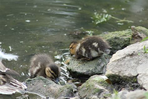 Ducklings Rocks Pond - Free photo on Pixabay - Pixabay