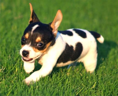 Cute Puppies Pictures, Puppy Photos: Cute Rat Terrier Puppies Photos