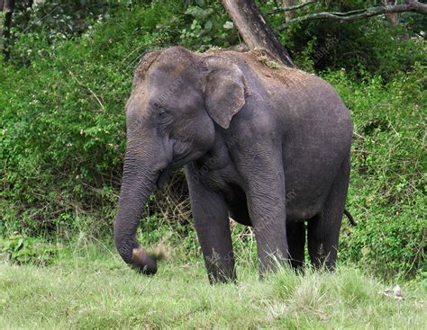 Female Asian elephant feeding - Stock Image - Z941/0138 - Science Photo Library