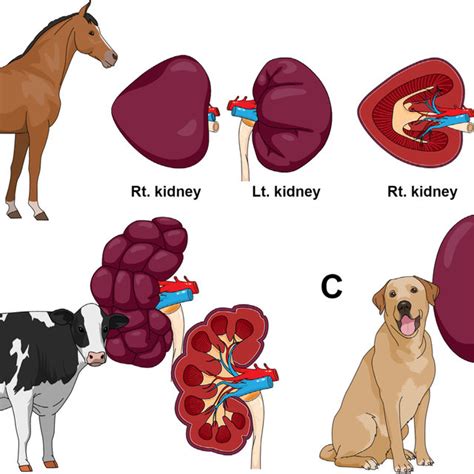 The species variation in mammalian kidneys: (A) equine with ...