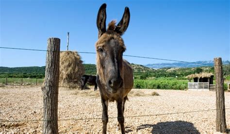 13 Reasons Why Your Ranch Needs a Guard Donkey - Helpful Horse Hints