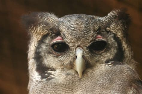 Verreauxs’ Eagle Owl | African Raptor Centre