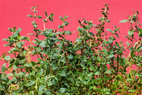 The History of Thyme (Plus Uses of Thyme) - PlantSnap