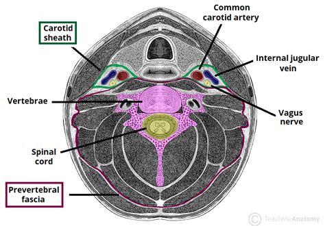 Fascial Layers - Deep - Superficial - TeachMeAnatomy