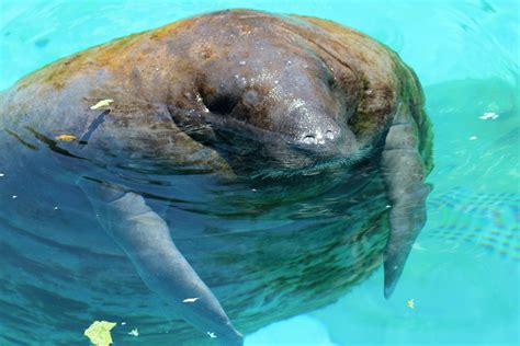 What Is a Manatee? - HubPages