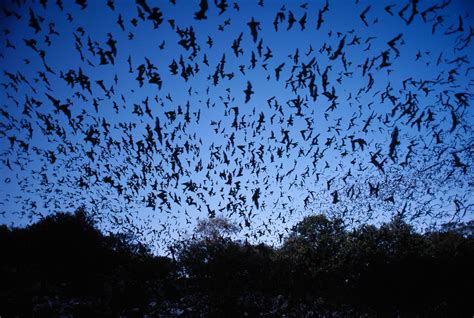 5 Surprising Facts About Bats | Britannica